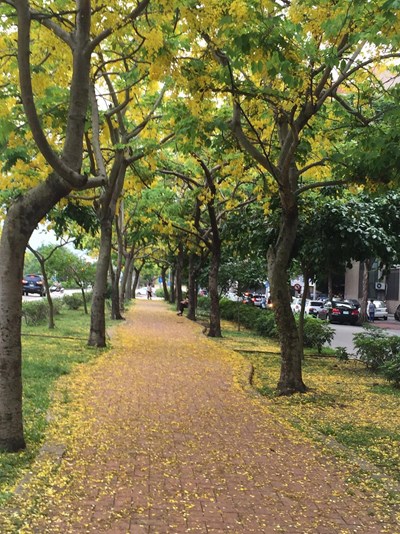 興大路阿勃勒黃金大道(圖片來源:臺中市南區公所攝影)